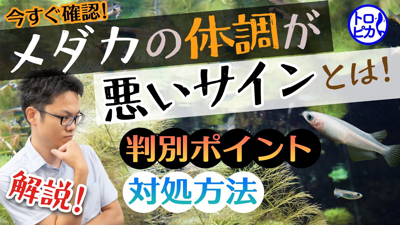 【今すぐ確認！】メダカの体調が悪いサインとは！事前察知と早期対処で長生きさせよう！