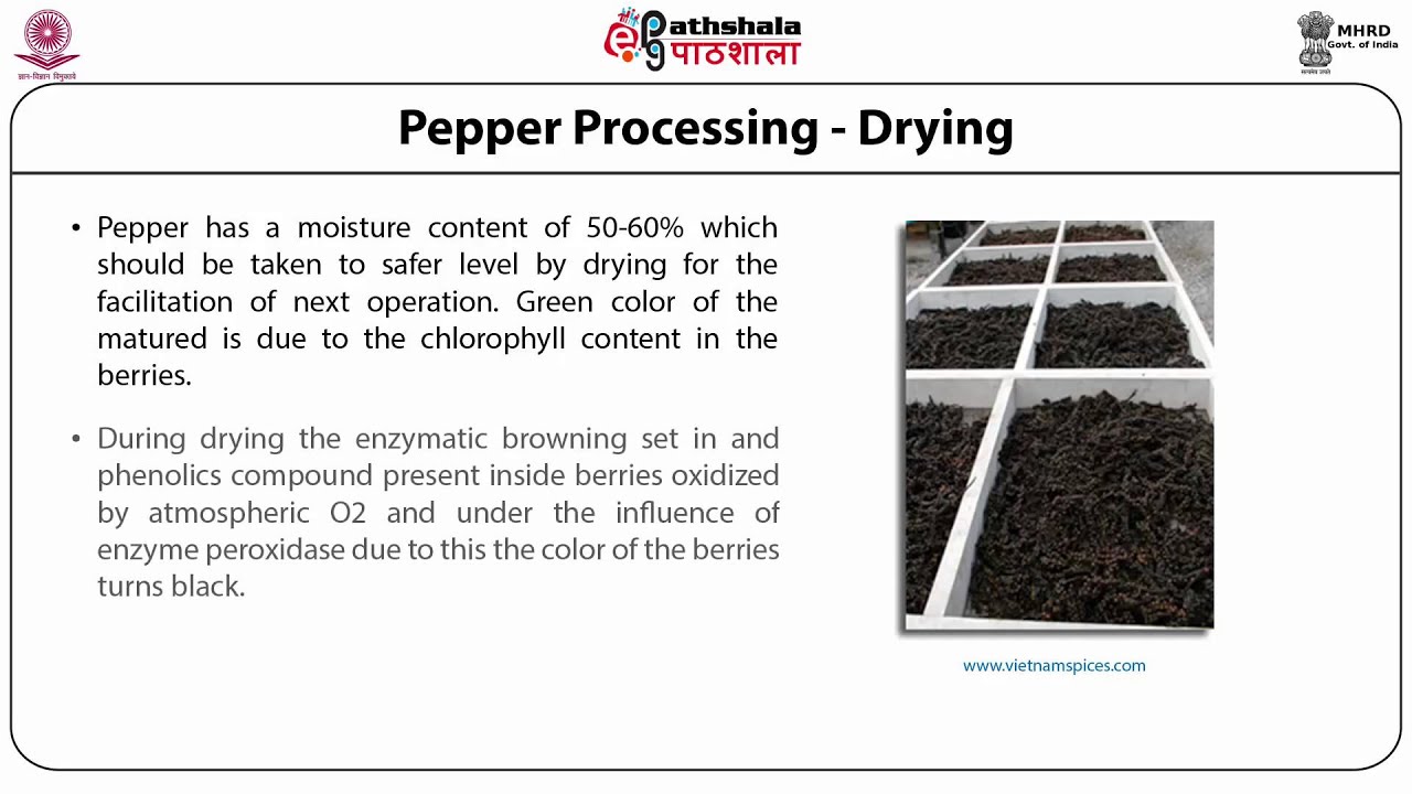 Pepper: Processing (FT)