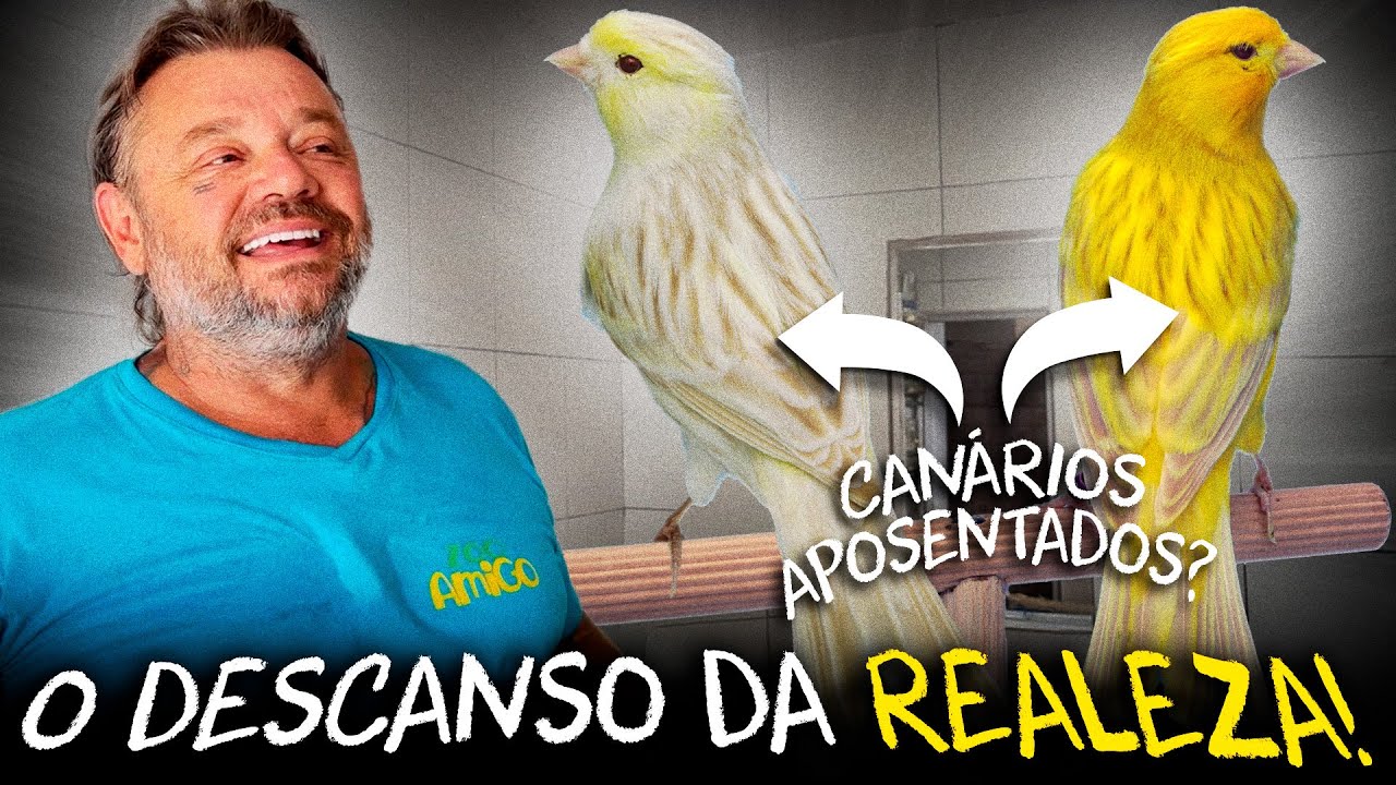 ALÉM DA COMPETIÇÃO: A CRIAÇÃO E APOSENTADORIA DOS CANÁRIOS CAMPEÕES!
