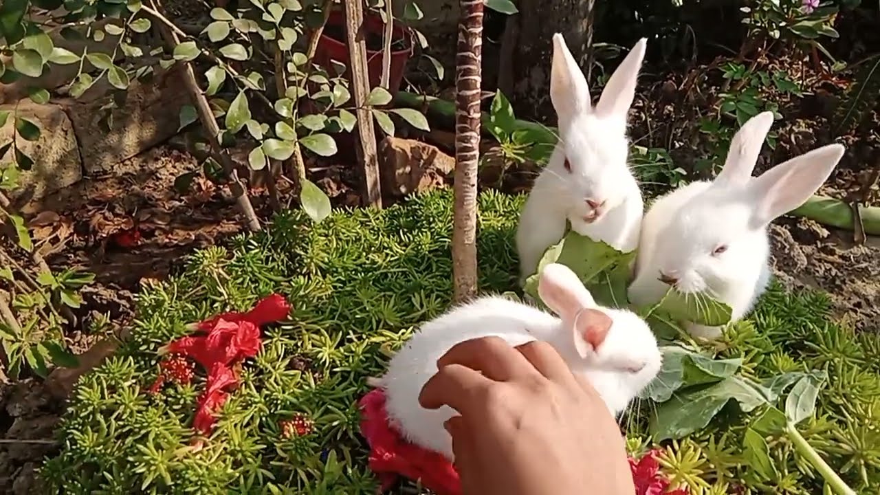 Three Bunnies hanging out together. #rabbit 