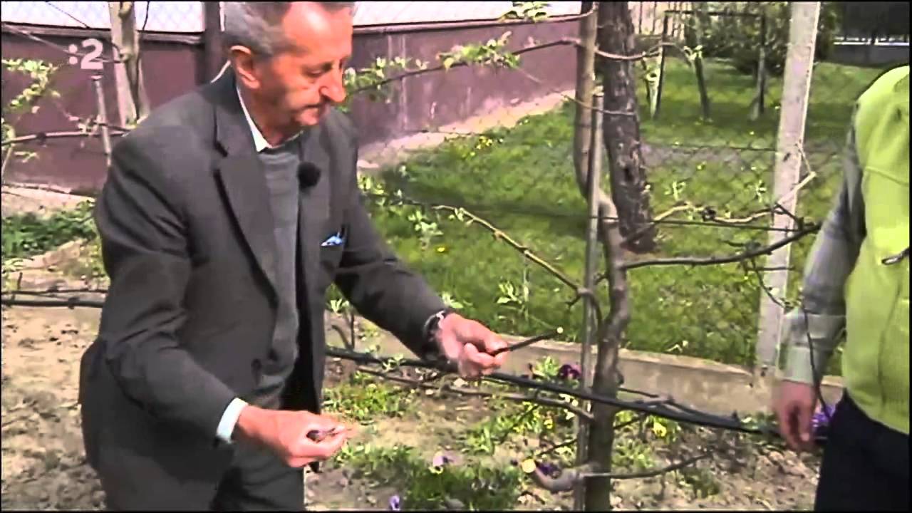 Vrúblovanie pod kôru