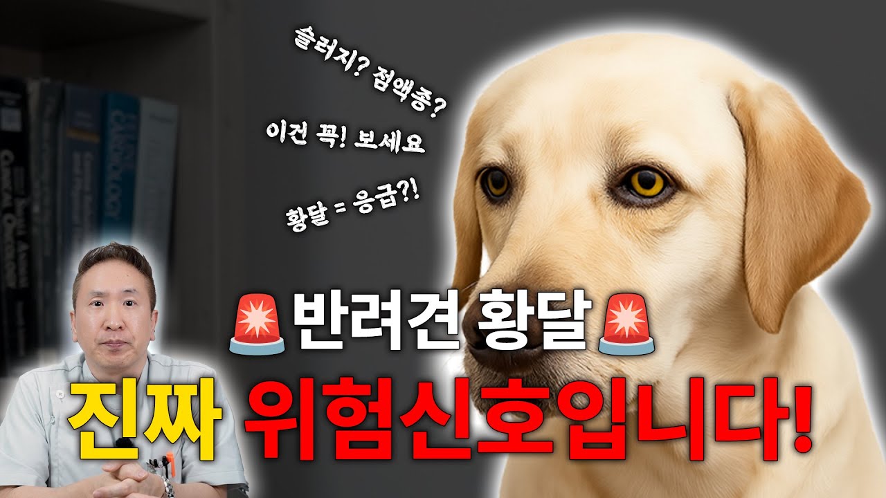 반려동물 담낭점액종 🐾황달 = 진짜 위험신호 입니다...