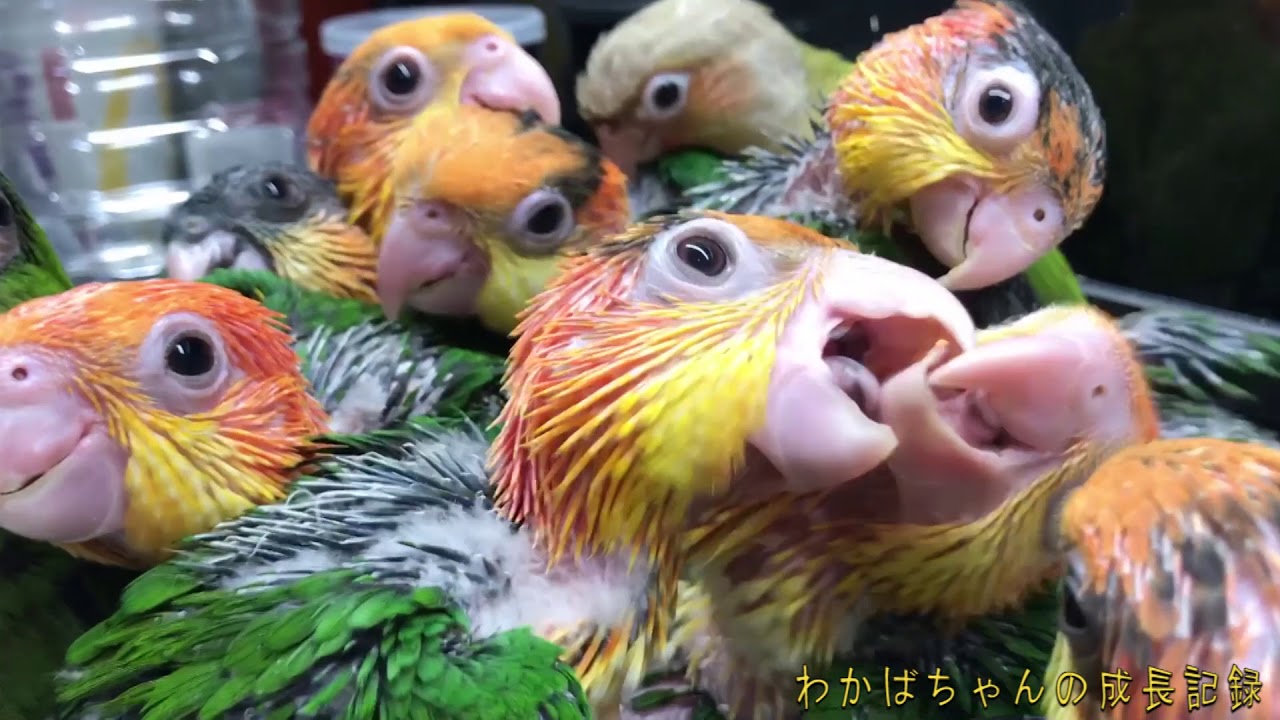 シロハラインコの孵化からの成長記録   Growth record from parakeet hatching 【caique parrot】