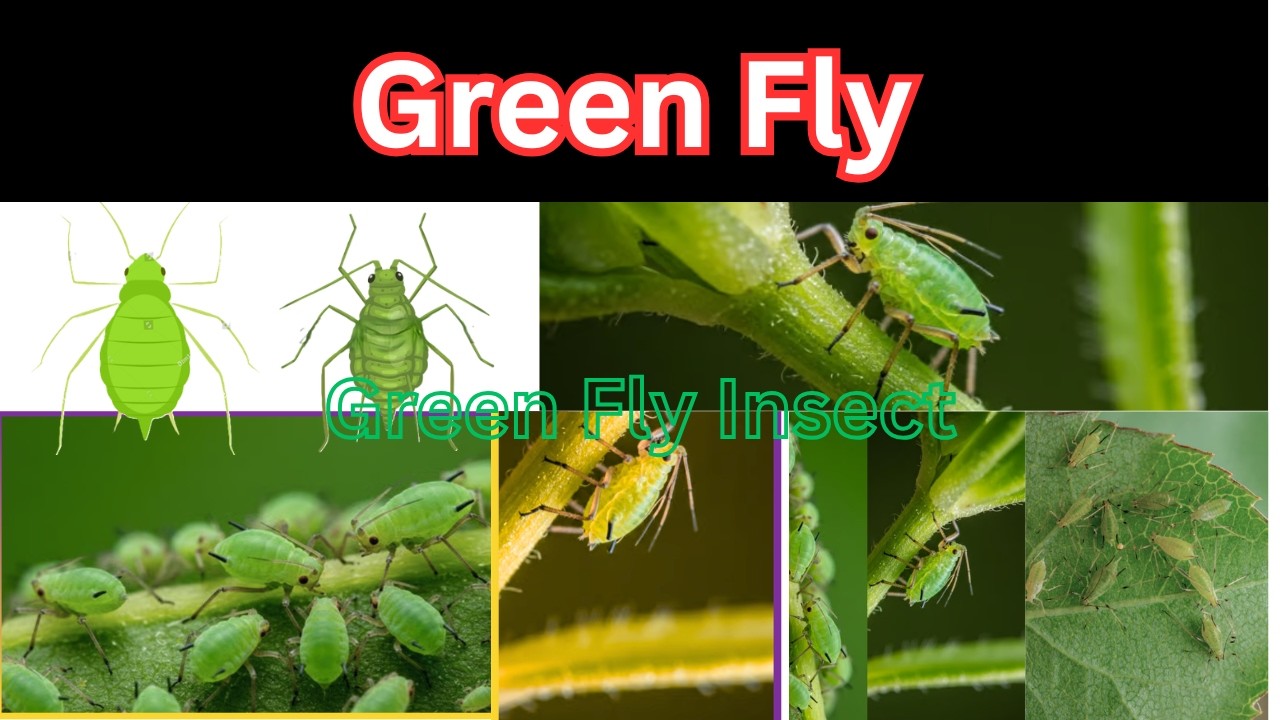 Green Fly || Green Fly Control || Control of Green Fly