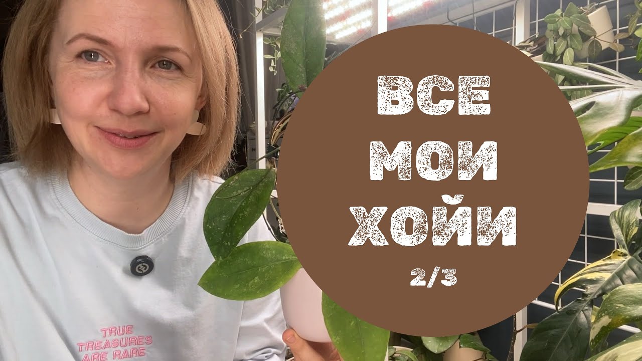 Все мои хойи. Обзор-подсчёт. Часть 2