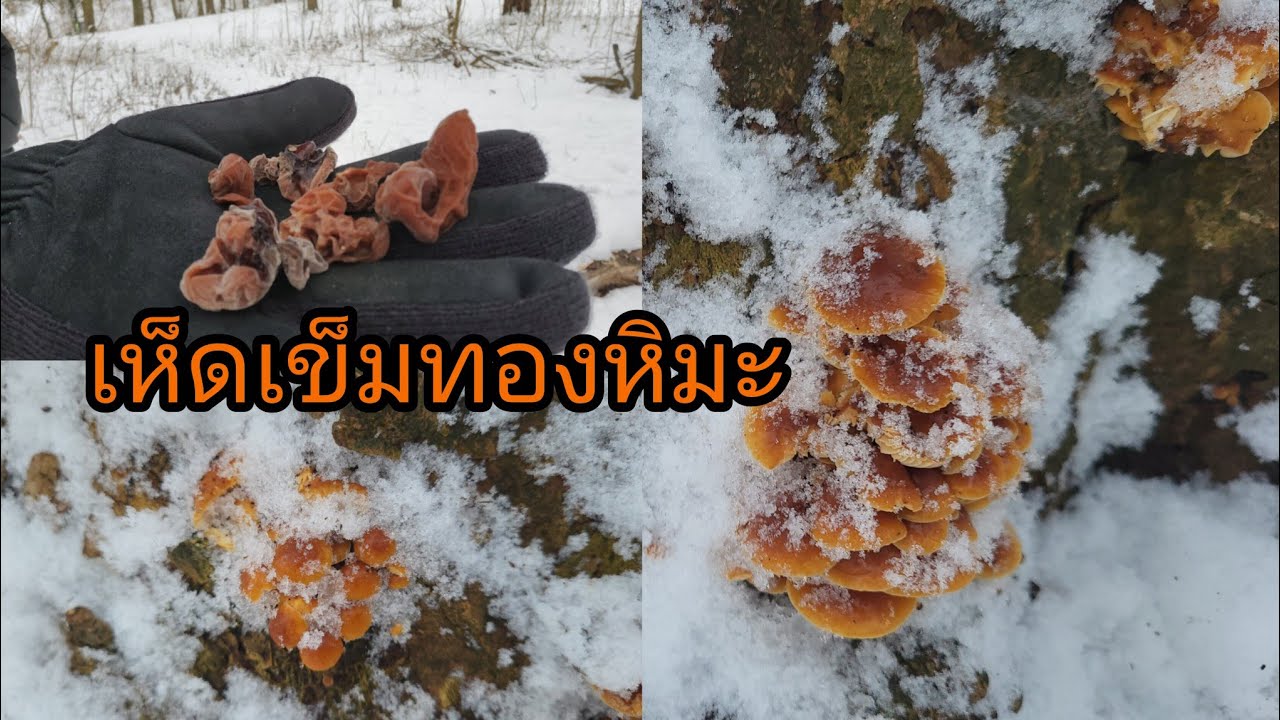 พามาเลาะป่าทะเลหิมะเจอเห็ดเข็มทองอ่อนๆ