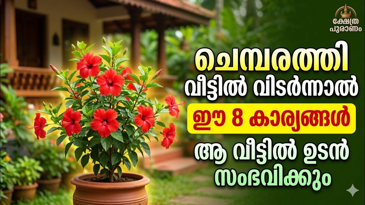 ചെമ്പരത്തി വീട്ടിൽ വിടർന്നാൽ ഉറപ്പിച്ചോളു ആ വീട്ടിൽ ഉടനെ ഇത് സംഭവിക്കും. Chembarathi 
