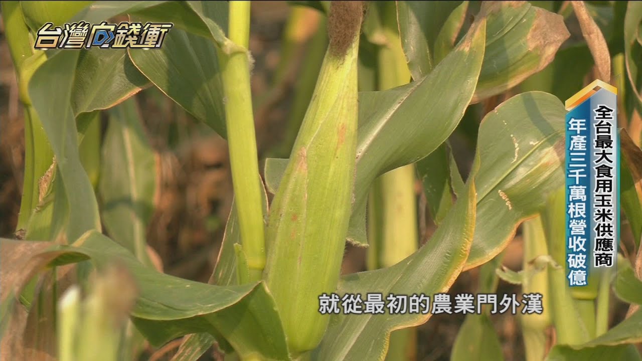 全台最大食用玉米供應商 年產三千萬根營收破億 20230506【台灣向錢衝】PART4
