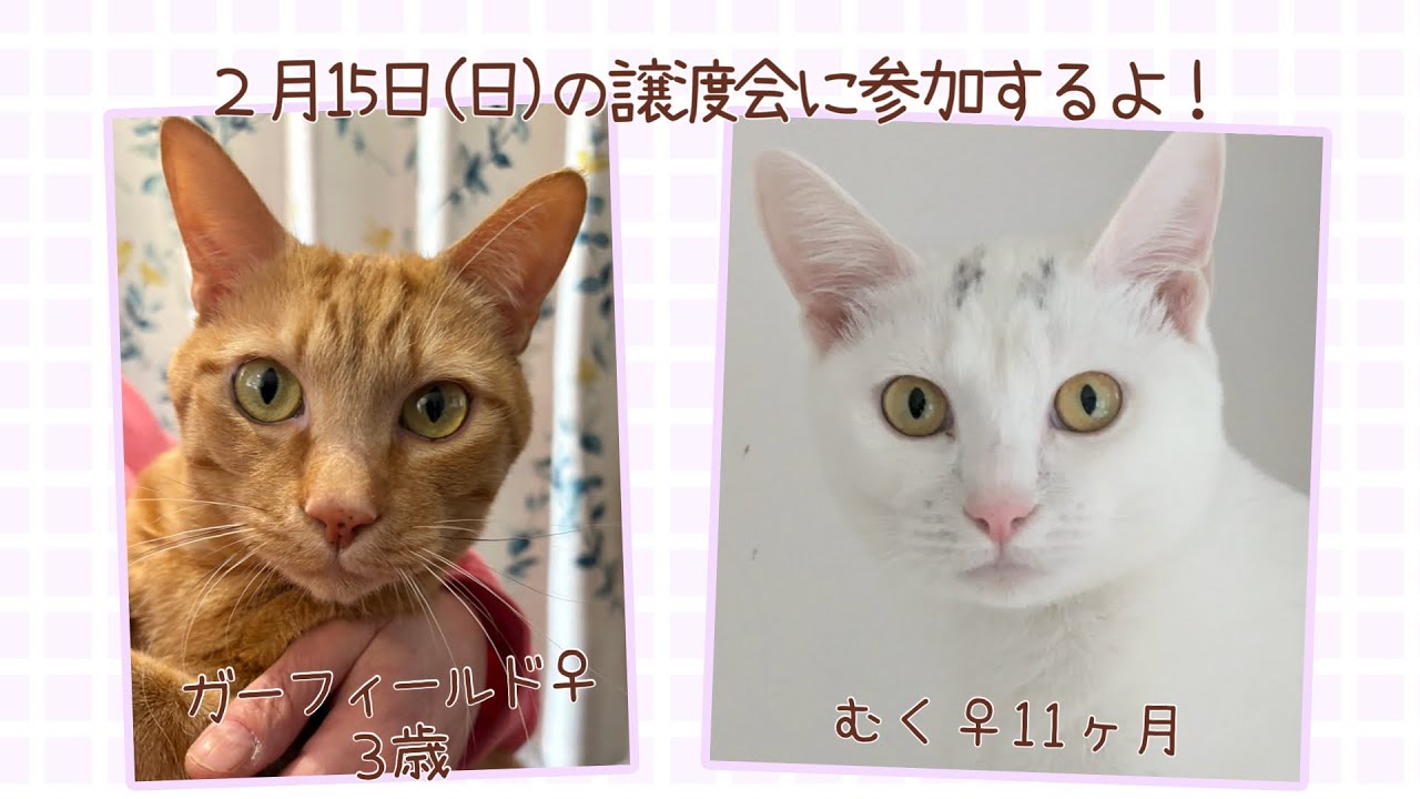 【保護猫譲渡会】2026年2月15日(日）ラブとハッピー　府中支部主催の譲渡会に参加のニャンズ（ガーフィールド♂、むく♀）を紹介！