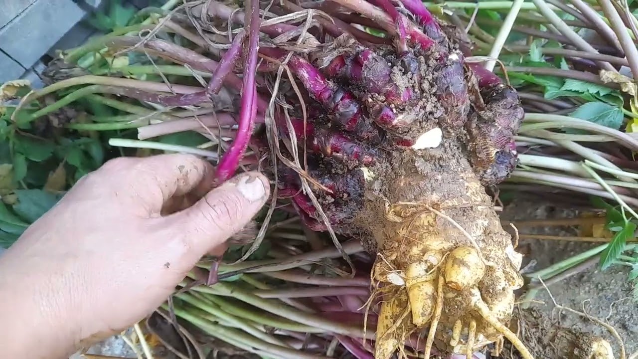 COMO FAZER MUDA DE BATATA SALSA , MANDIOQUINHA SALSA OU BAROA . parte 1