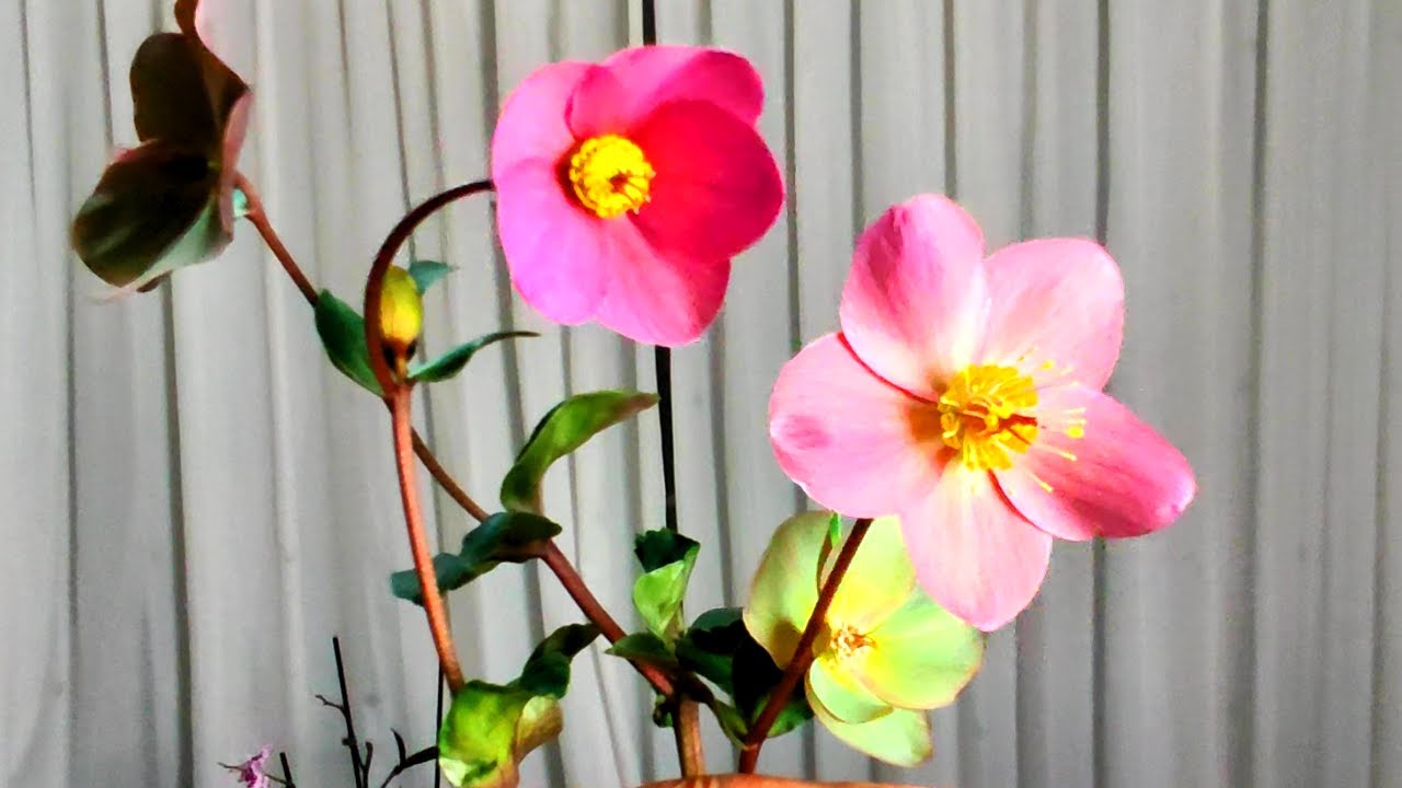 🙋HELLEBORUS y sus cuidados🙆😍🥰🌿🪴🌼🌺☘️🌹👍🏻