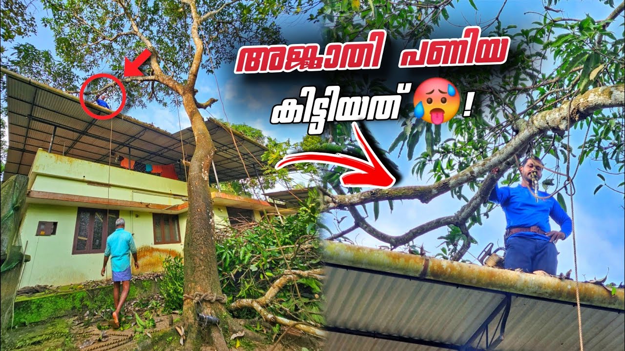 ചെറിയ പണിയാണെന്ന് കരുതി കയറിയത🥵! | riskiest tree cutting | Village woodpecker 