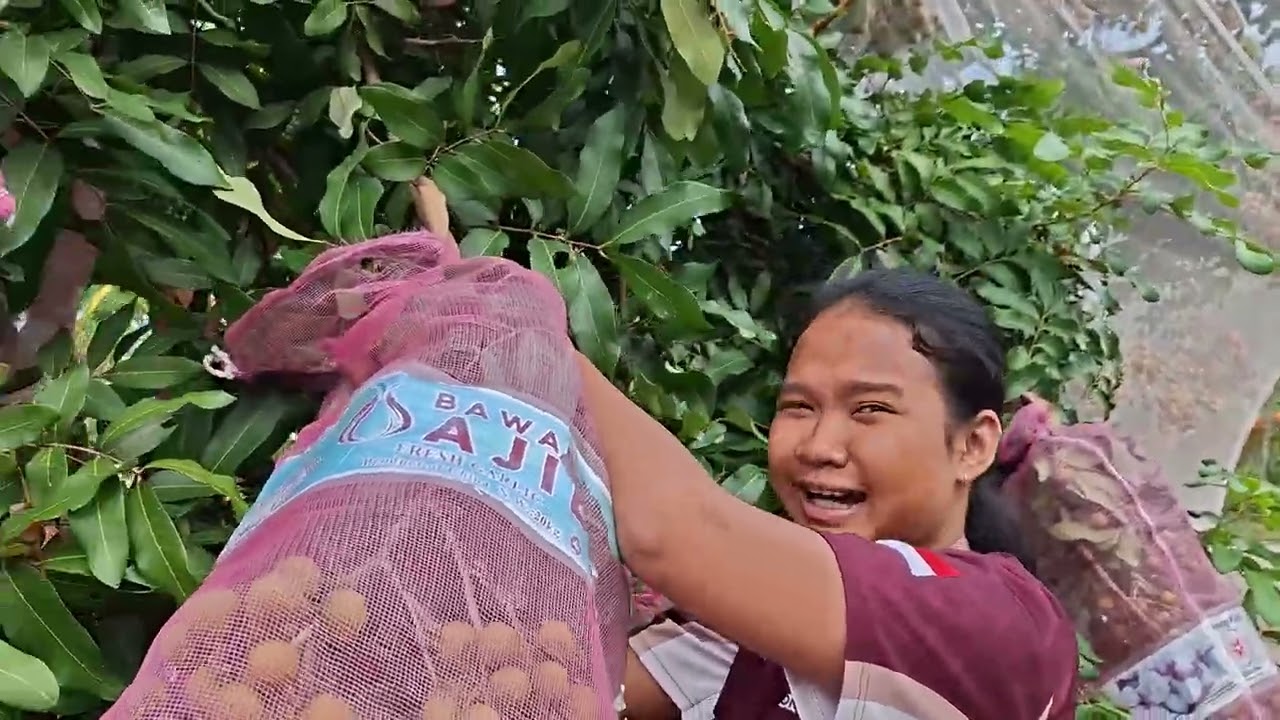 GENG PANEN KELENGKENG