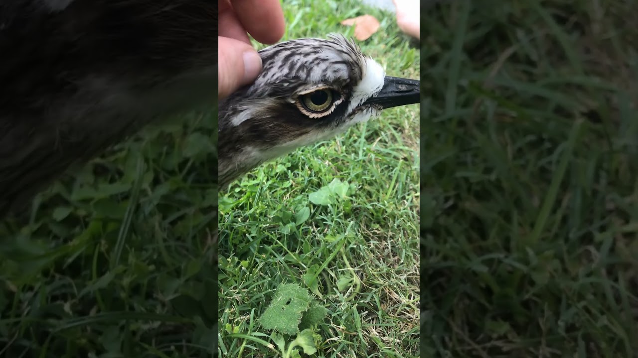Bush Curlew Close up and Personal #shorts #cute