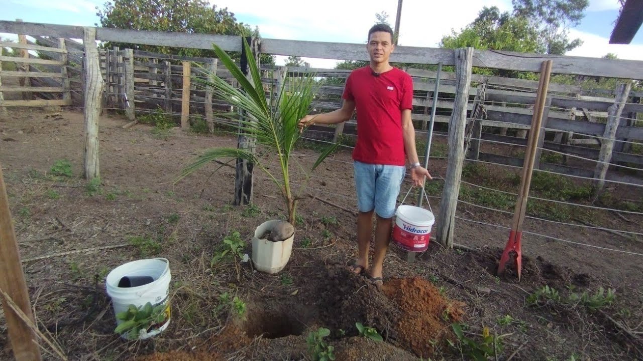 Como plantar muda de Coco Anão.