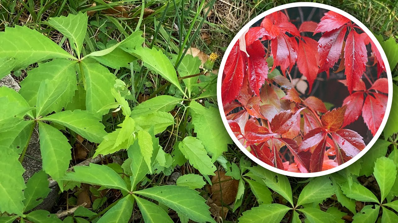 Virginia Creeper Native Plant Profile || Parthenocissus quinquefolia
