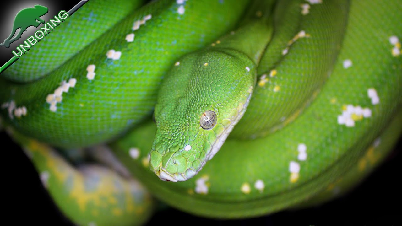 Mon tout premier serpent arboricole - Morelia viridis