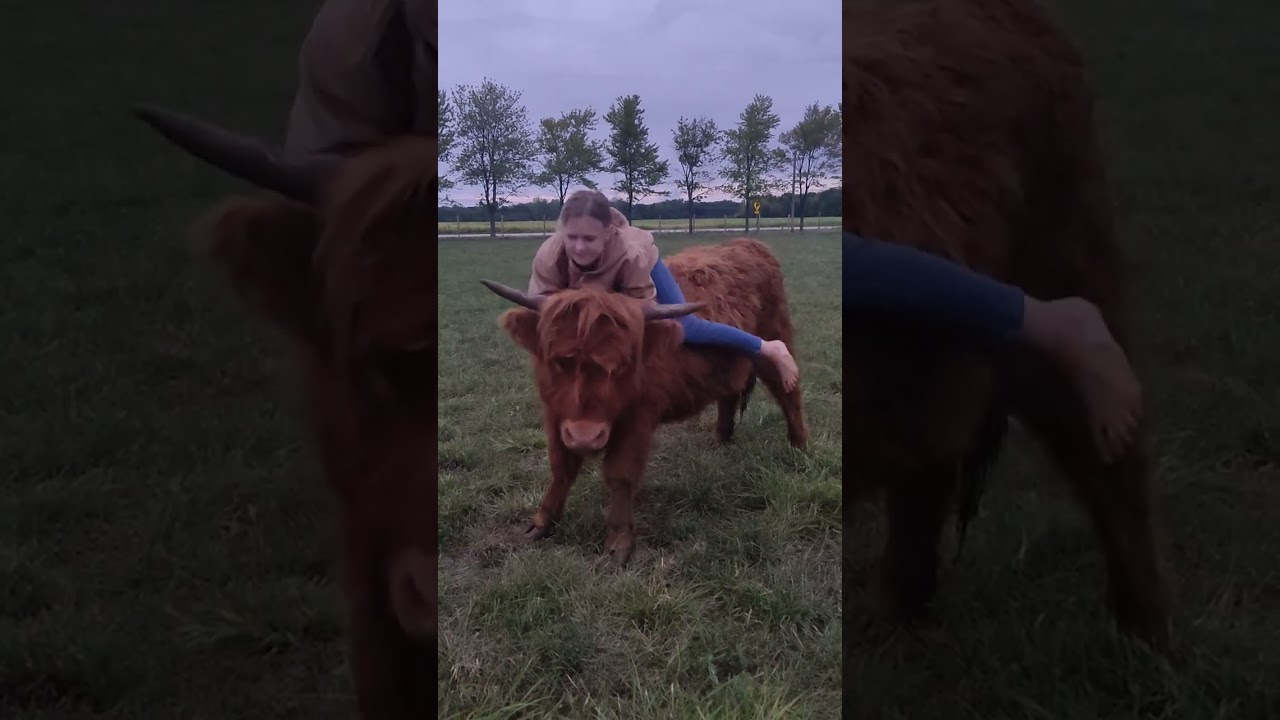 highland cow , kids riding