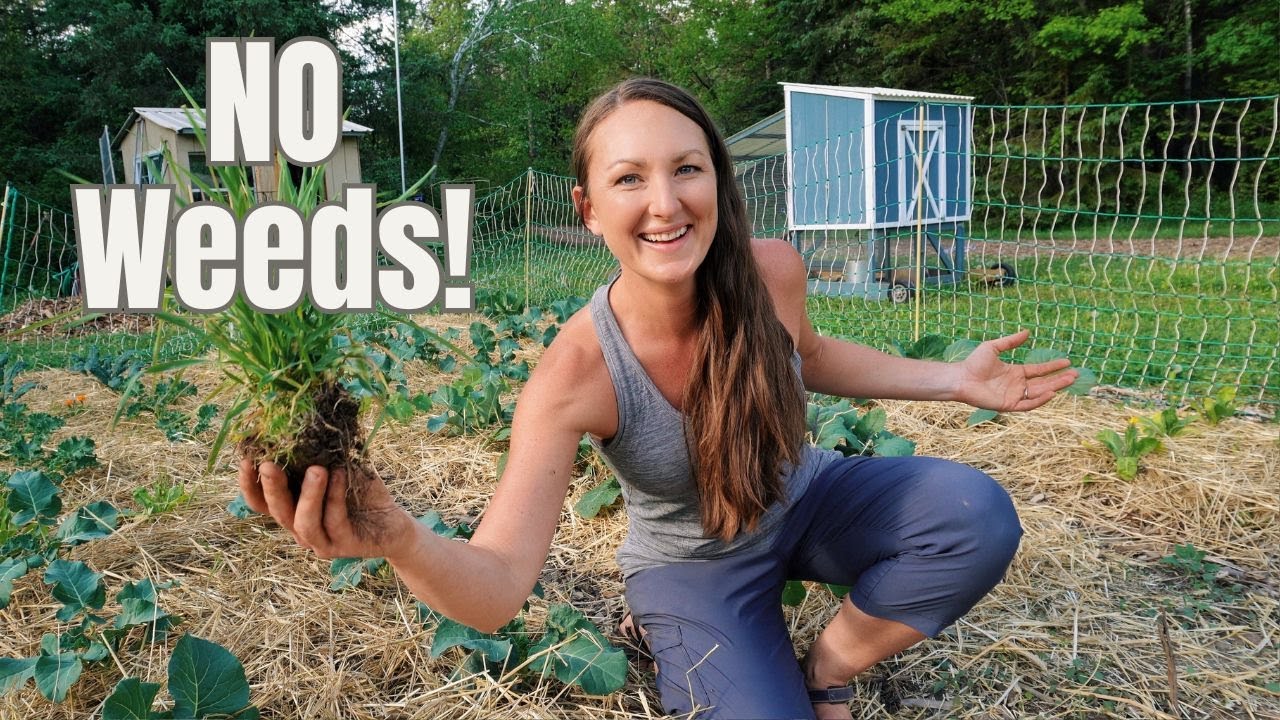 How I'm ELIMINATING Weeds & Improving My Soil for a HUGE Harvest!