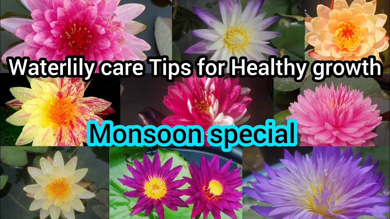 🔴 Waterlily Monsoon Care Tips मानसून के महीने में वॉटर लिली की देखभाल कैसे करें