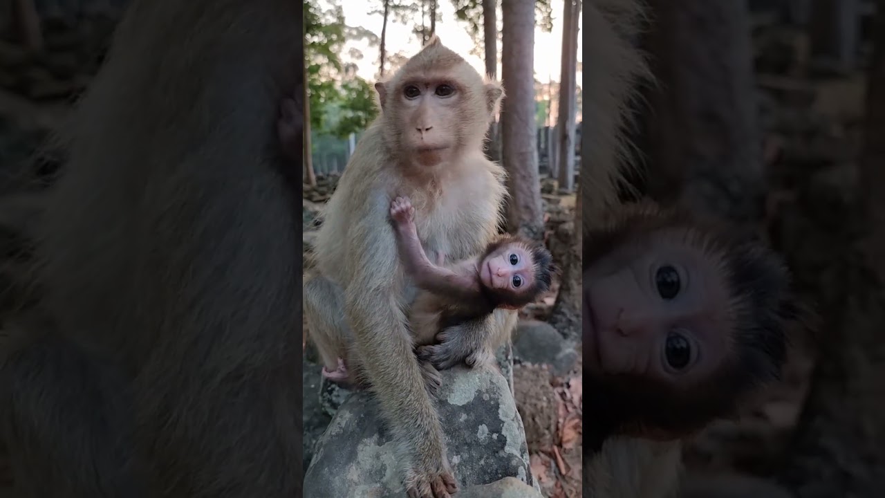 Lovely baby monkey & real mom to care #shorts