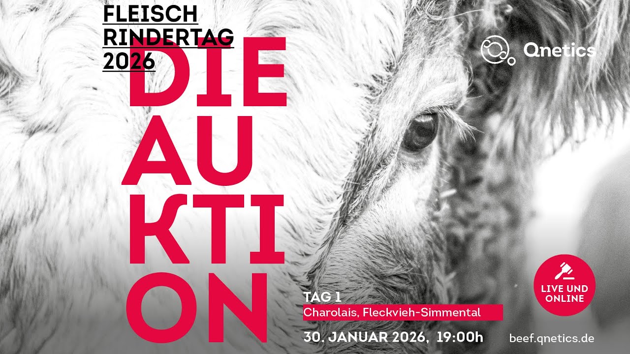 Körung Fortsetzung Tag 2