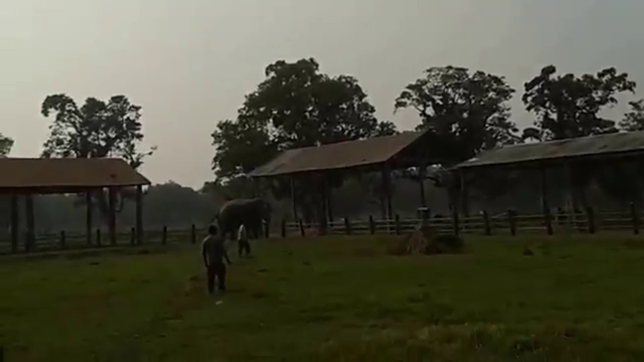 Elephant attack : @ chitwan national park #NEPAL ,we are sooo lucky ..12/05/2015