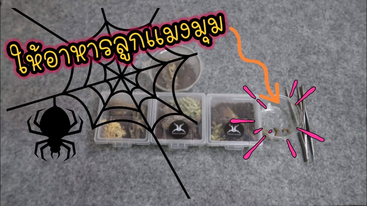 ให้อาหารลูกแมงมุมทารันทูล่า