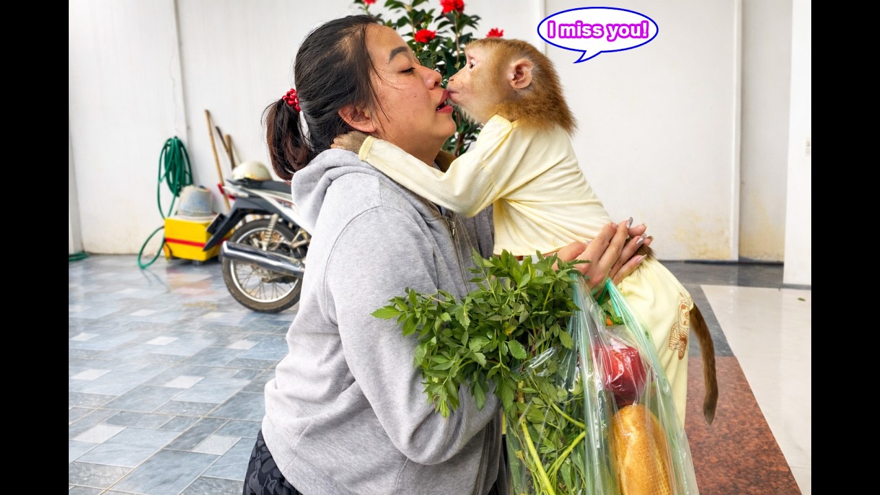 How heartwarming! Monkey Lyly reacted so affectionately when she saw her mom return.
