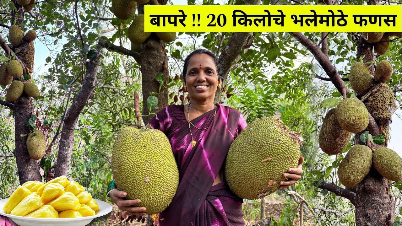 वाड्याजवळ गेलो फणस आणायला आणि मिळाले दोन 20 किलोचे भलेमोठे फणस || Jackfruit picking