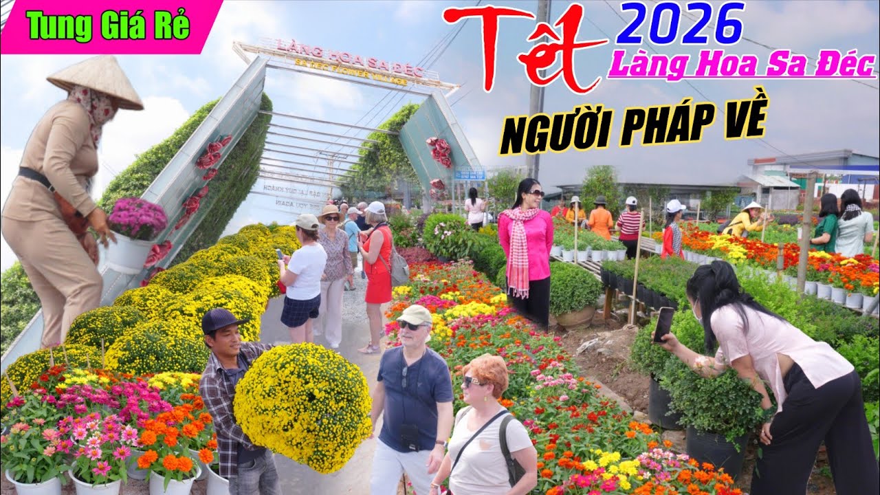 Làng hoa sa đéc 2026 người pháp kéo về hoa kiểng tung giá rẻ bất ngờ