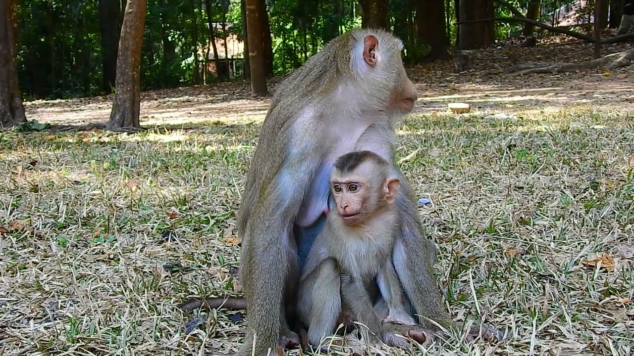 Life of little baby monkey