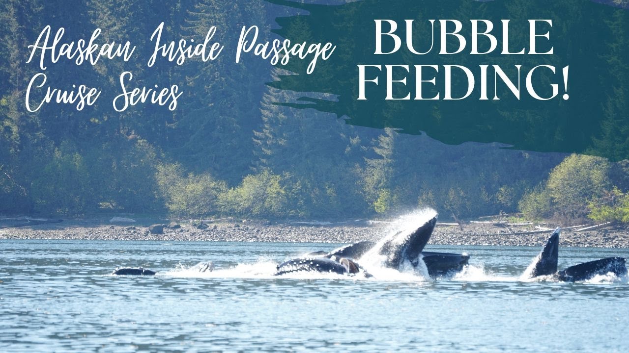 Alaskan Cruise: Best Whale Watching at Icy Strait Point!