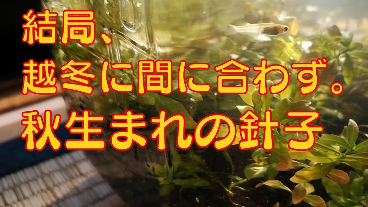 メダカ稚魚、ボトルアクアで室内越冬できるのか？