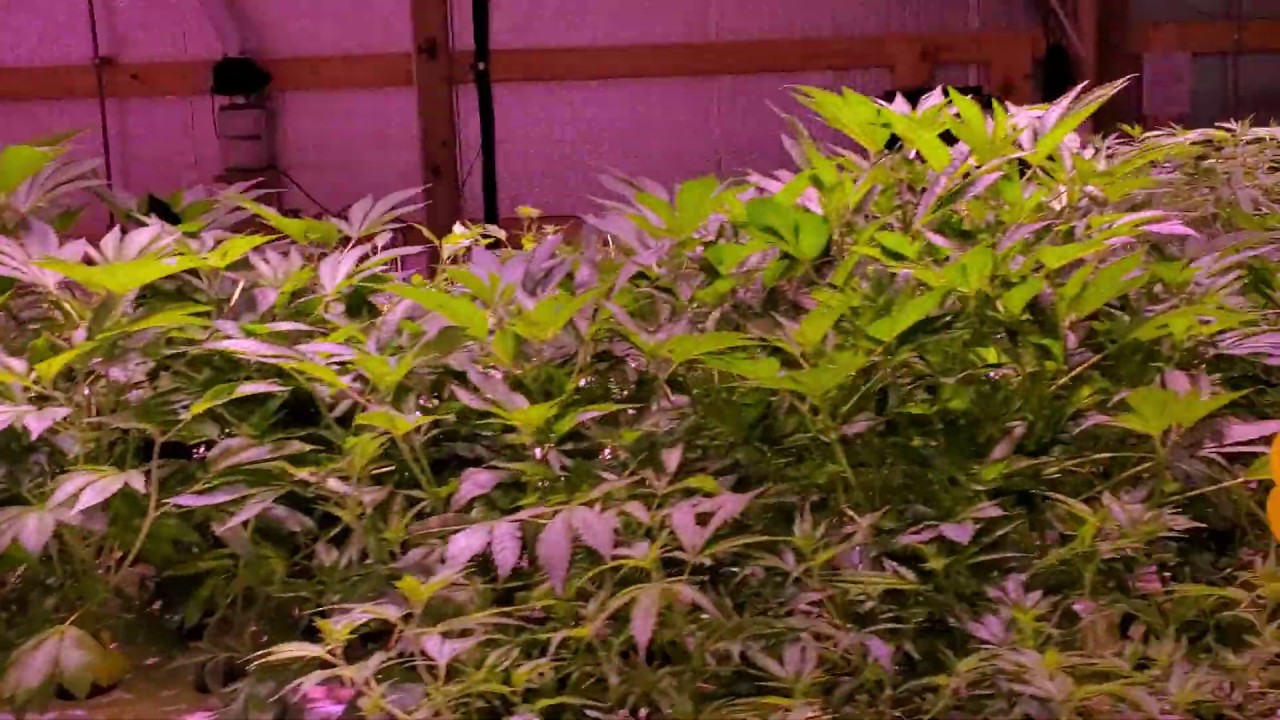 Cloning and Growing in the Aquaponics System #aquaponics
