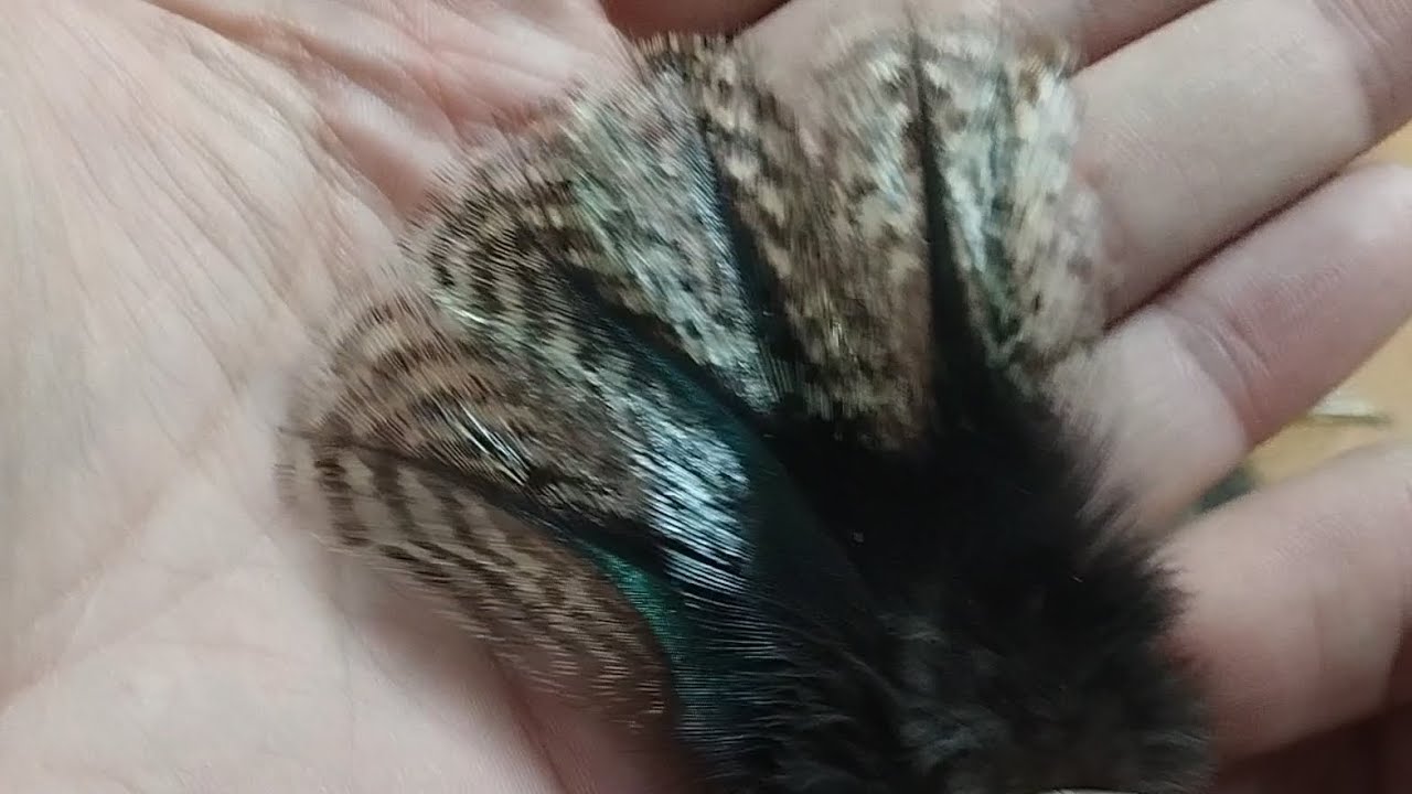 Pluma de gallo de León vs. Whiting Coq de Leon.
