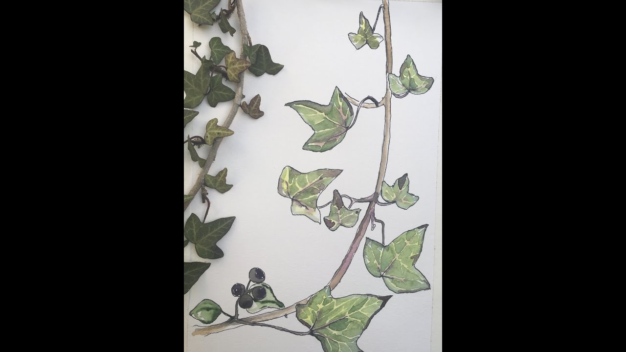 Common Ivy - Hedera helix
