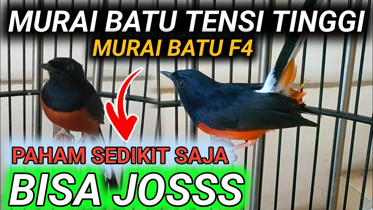 CARA MERAWAT MURAI BATU INI SUDAH BENAR TINGGAL POLES SEDIKIT JADI MURAI BATU BONGKAR MATERI