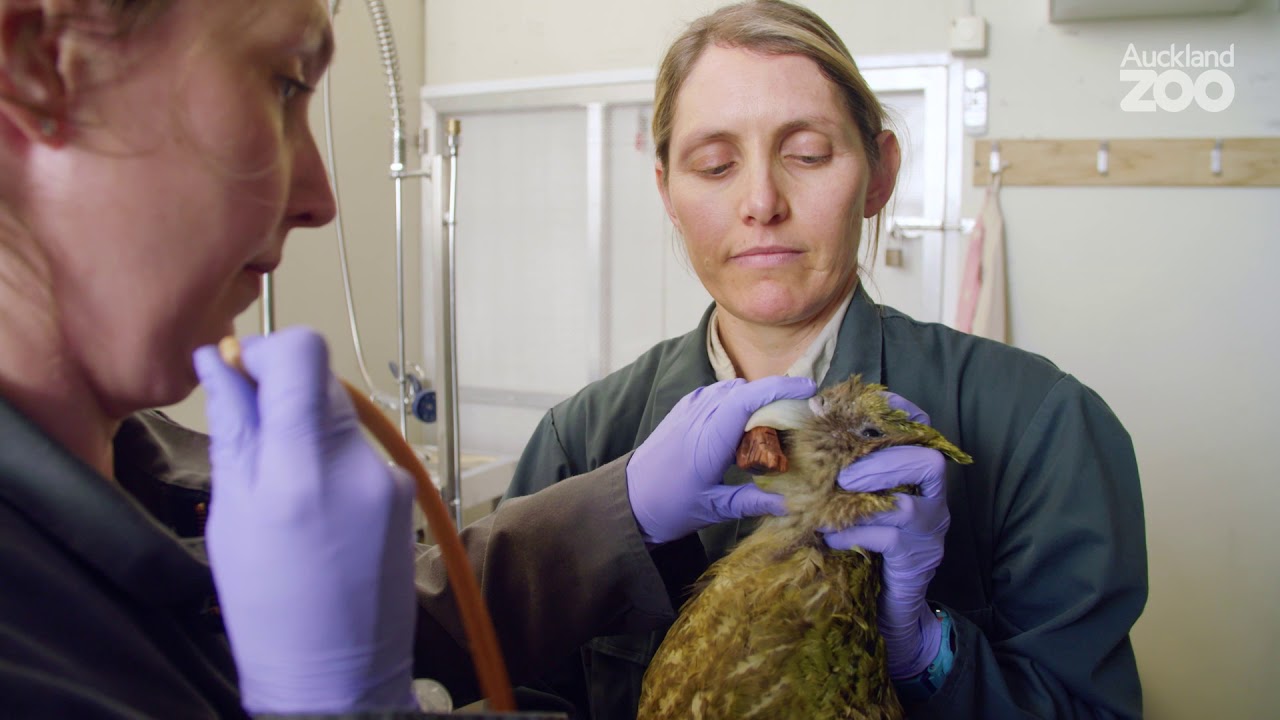 Meet our VIP Vet Hospital patient - Kōmaru the kākāpō!