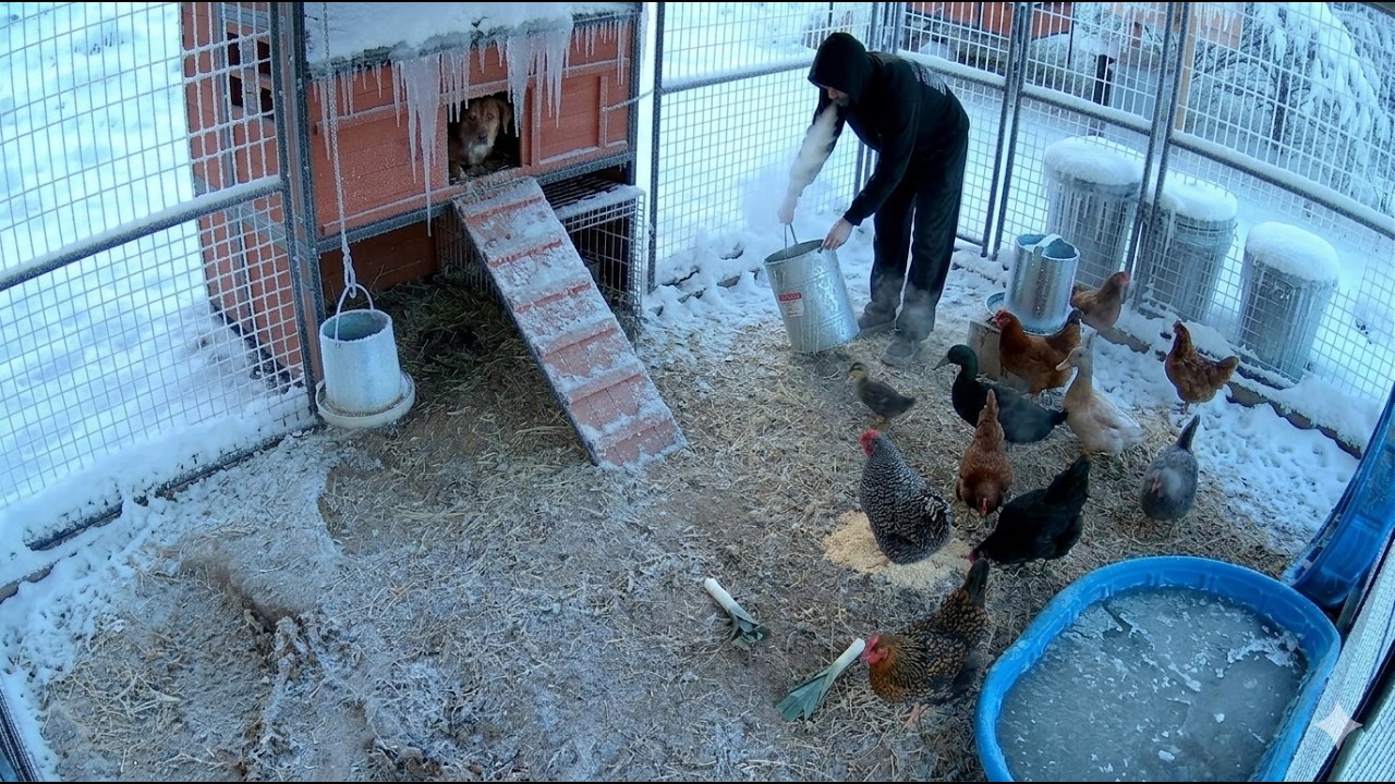 Live Chickens and Ducks!