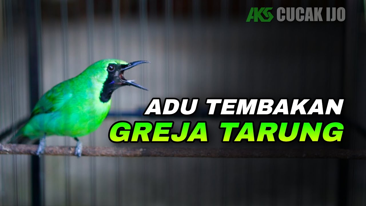 CUCAK IJO GACOR KOMPILASI ADU TEMBAKAN GREJA TARUNG AUDIO JERNIH COCOK UNTUK PANCINGAN IJO BISU