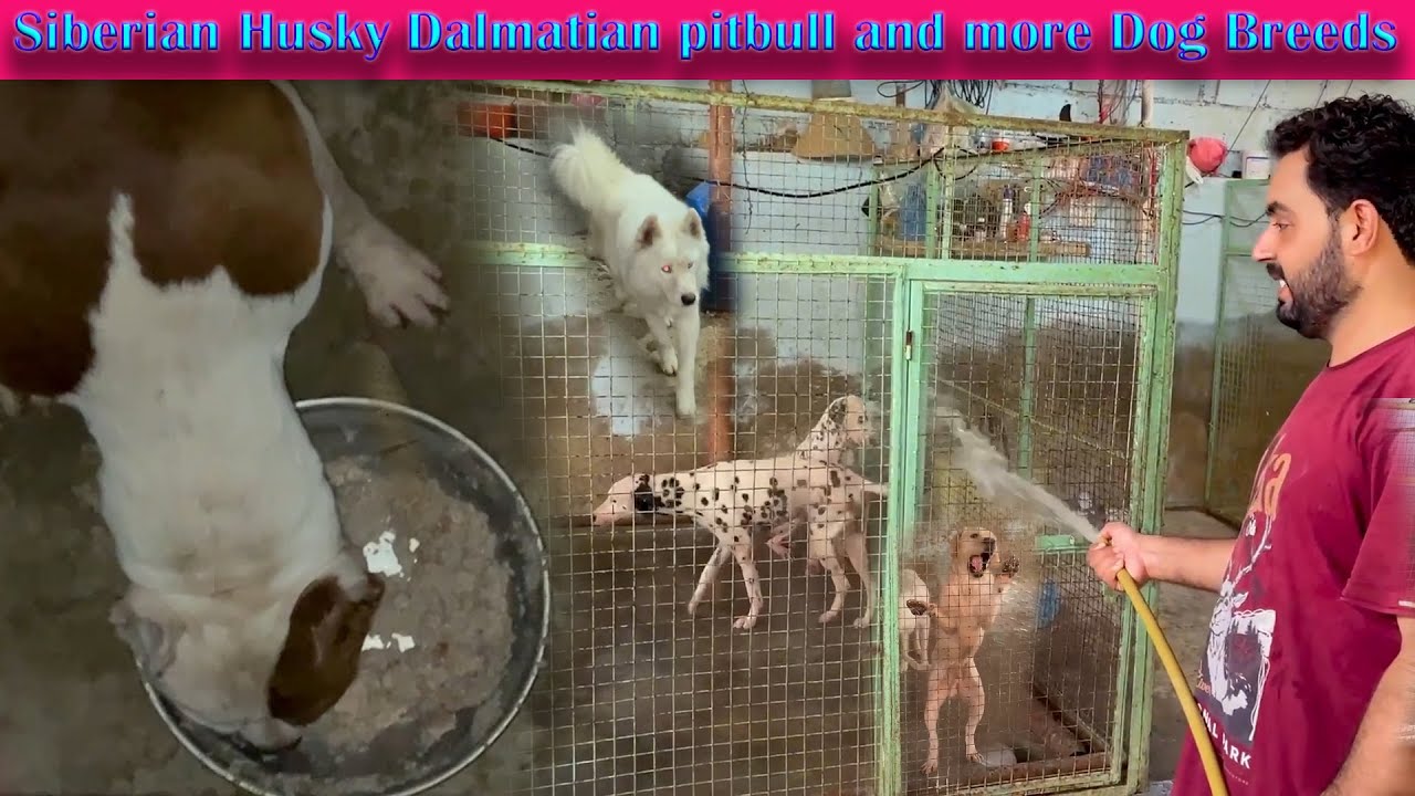 Siberian Husky Pitbull Labrador Dalmatian and more Dog Breeds (Asad Brohi vlog