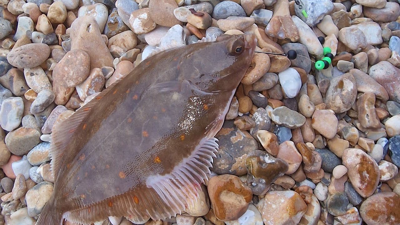 plaice and whiting fishing on hythe beach / sea fishing uk