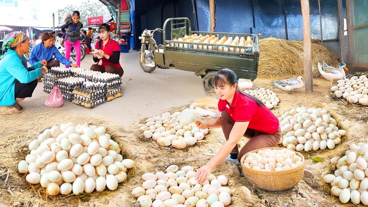 TIMELAPSE -- Build Large Nest for Ducks to Incubate Eggs, 1000+ Ducklings Hatching From Eggs