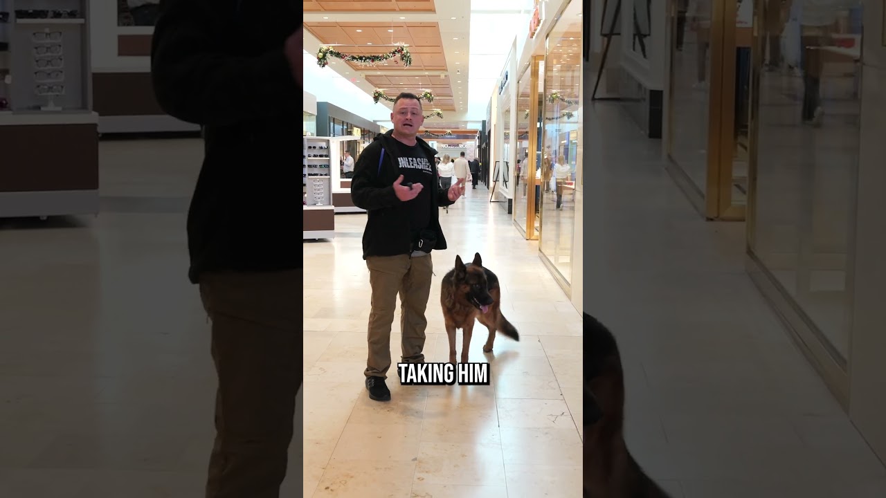 German Shepherd Off-Leash Heeling at the Mall