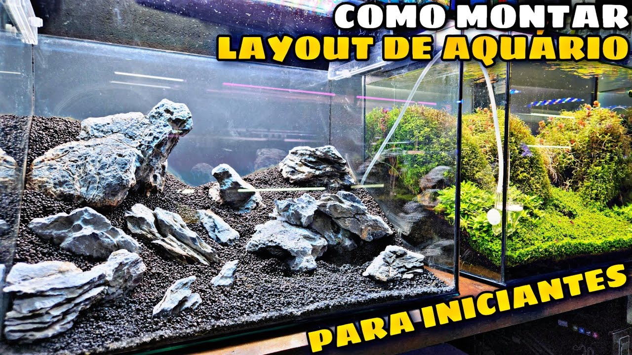 DICAS PARA MONTAR O LAYOUT DO SEU AQUÁRIO