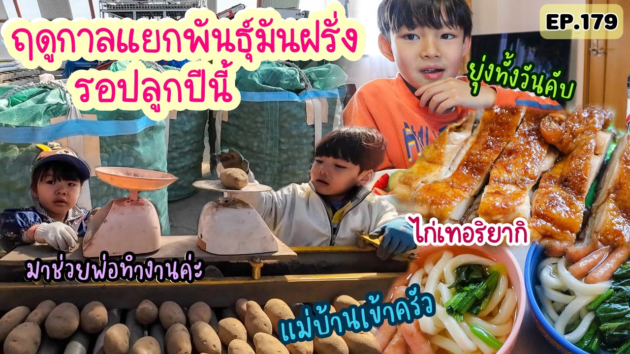 EP.179 | แม่บ้านญี่ปุ่นเข้าครัวทำกับข้าว พาเด็กๆไปช่วยพ่อแยกมันฝรั่งเตรียมปลูกปีนี้