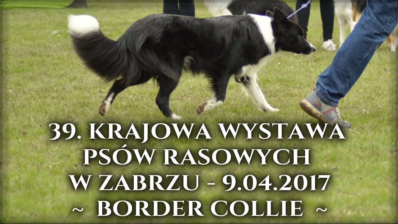 Krajowa Wystawa Ps&oacute;w Rasowych w Gliwicach (ZKWP o/Zabrze), 9.04.2017, ring border collie