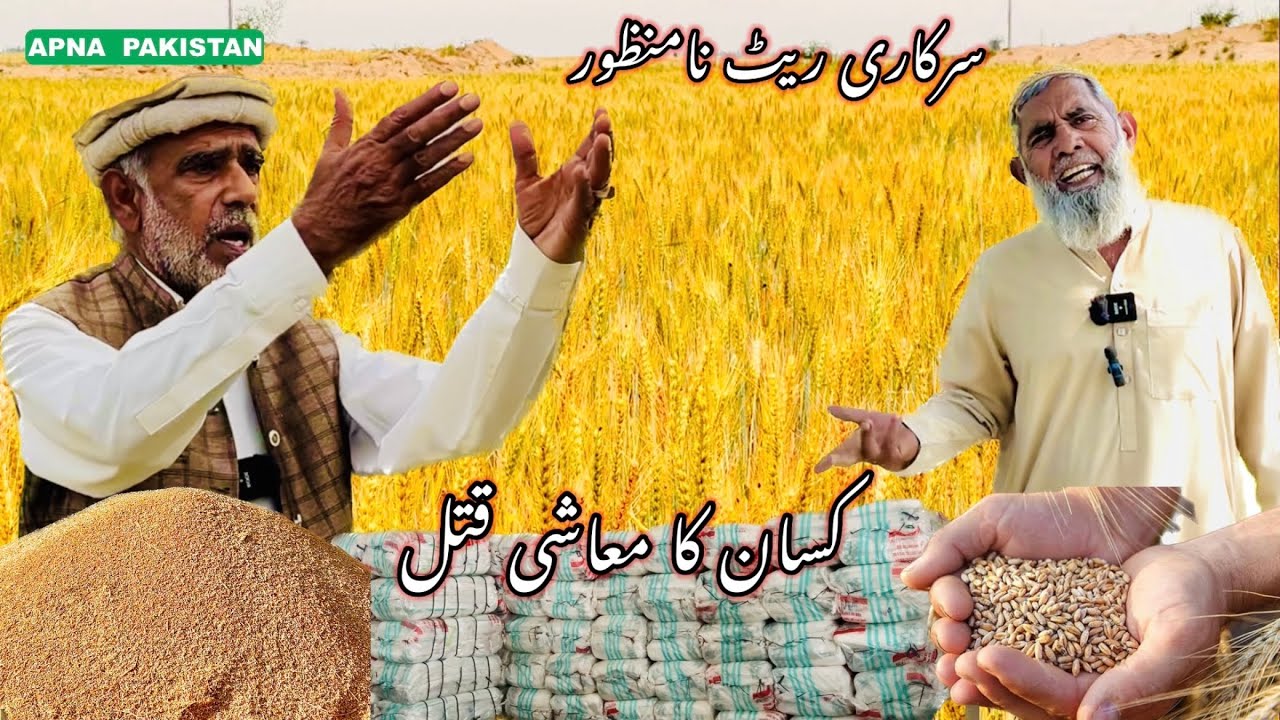 گندم کا سرکاری ریٹ نامنظور!!کسان کیساتھ کیا ہونیوالا ہے!مونجی کی کاشت پرلگوائی اور پٹائی کا نیا ریٹ