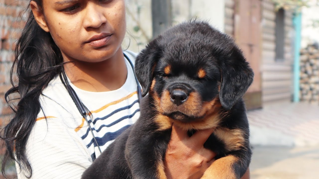 Top notch Rottweiler import puppy available in affordable price 9406 132275